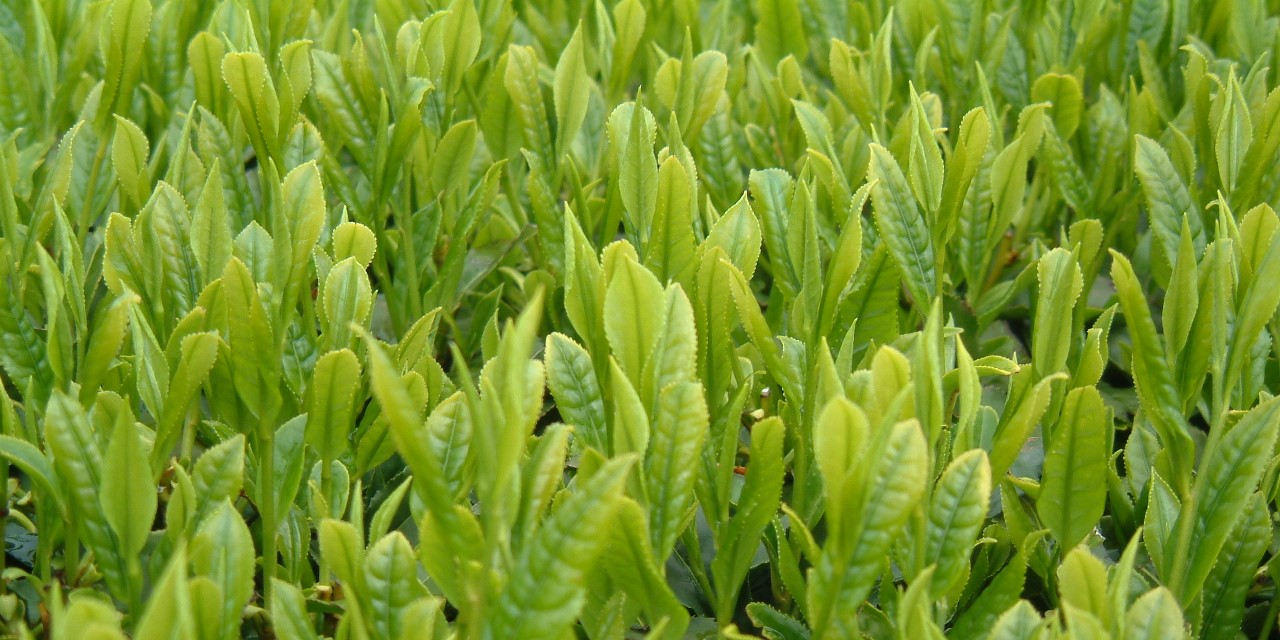 お茶仕事